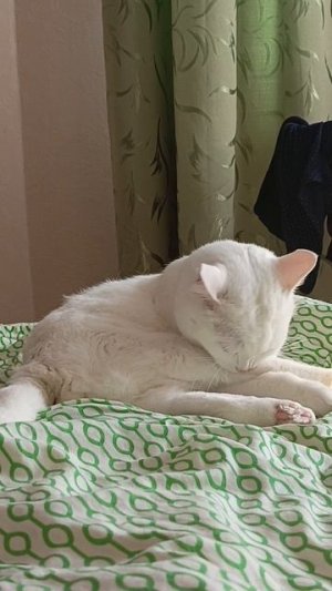 Куки 😺