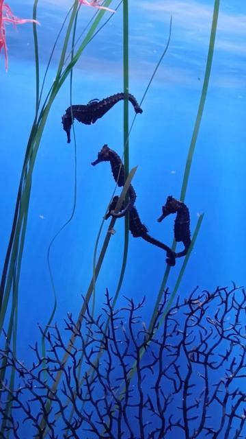 МОРСКОЙ КОНЁК - ПЕРСОНАЖ ИЗ СКАЗОК смотреть онлайн