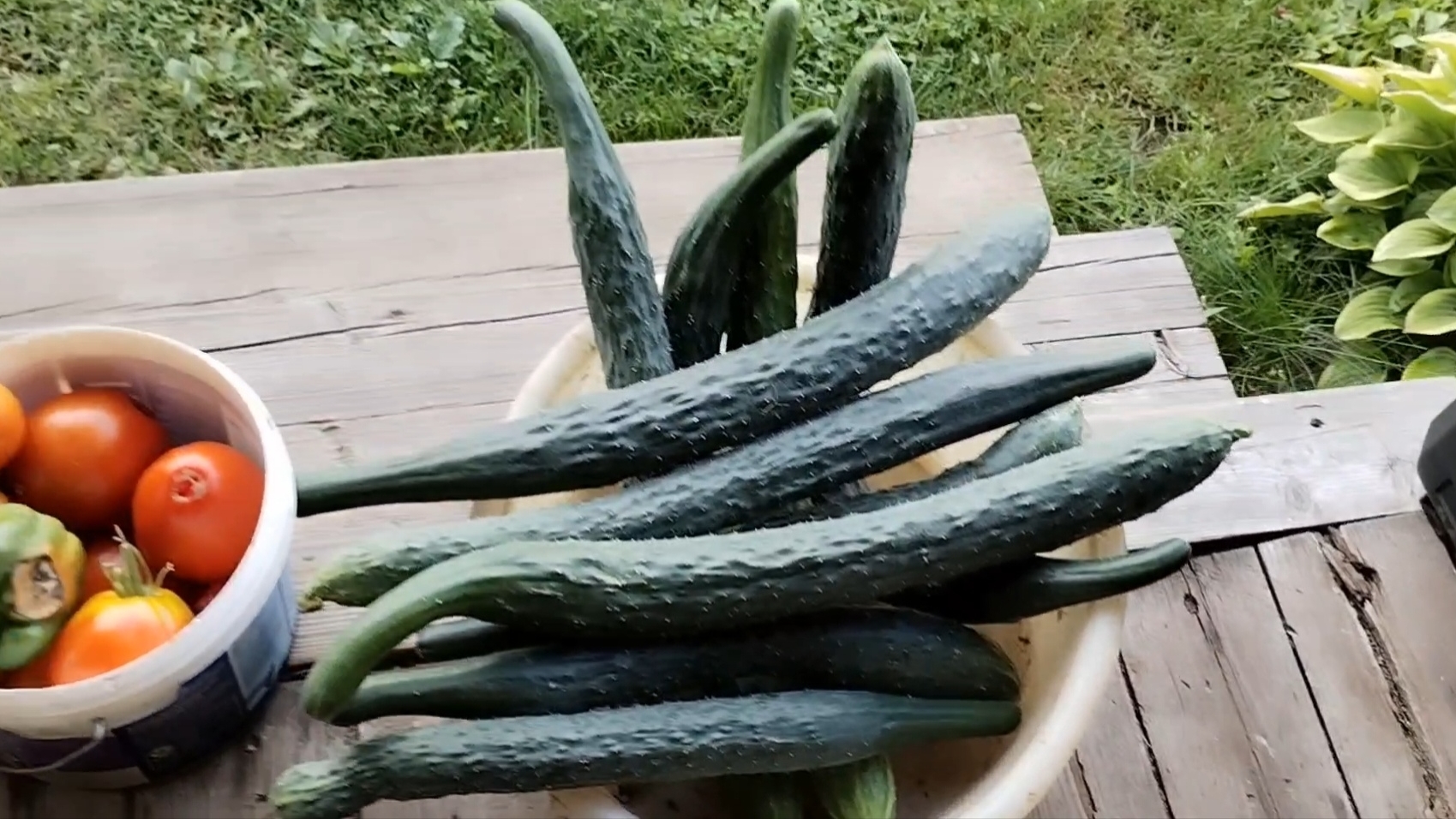 Очередные выходные в деревне. Огурцы монстры😂 09-08-2025 смотреть онлайн