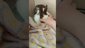 Самые старые видео рассказ как появилась муня