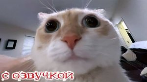 ПРИКОЛЫ С КОТАМИ! Смешные ЖИВОТНЫЕ с озвучкой! Смешные коты!
