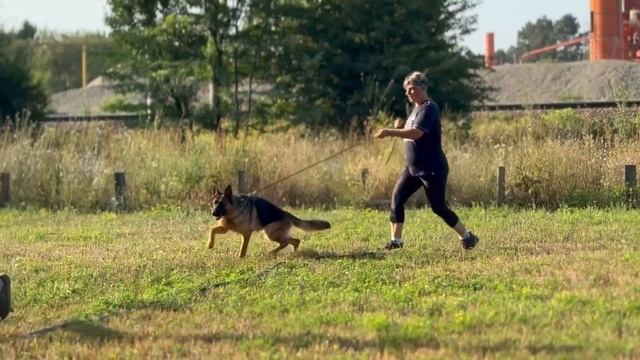 Баларис Я'СЕНСАЦИЯ  17 мес. Первая ринговая тренировка.