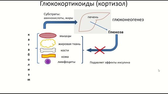 Физиология гормональной регуляции, 3 смотреть онлайн