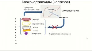 Физиология гормональной регуляции, 3