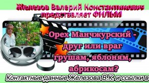 Орех Манчжурский - друг или враг грушам, яблоням, абрикосам?