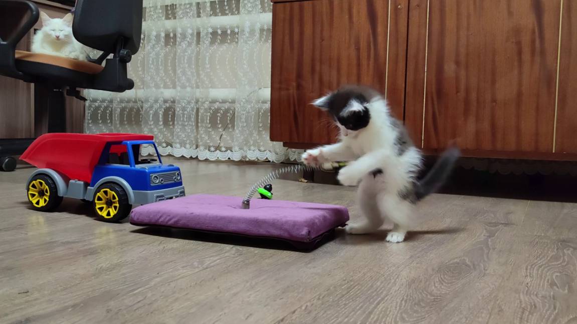 Мама-кошка наблюдает за игрой котят. Счастливая кошачья семья. смотреть онлайн