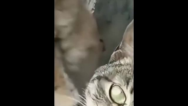 КОМЕДИЯ РОК Без Тебя всегда не очень!!! смотреть онлайн