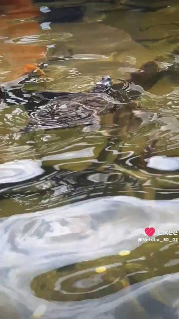 Красная площадь. Рыбы