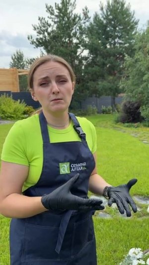 ГЕОРГИНЫ ИЗ СЕМЯН