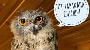 Сова Ёль создаёт уют, я раскладываю огоньки, сова Лютик настолько страшная, что пугает уже молча