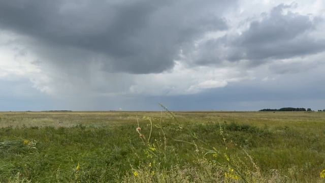 Кулундинская степь , Алтайский край, Немецкий район, 04.08.2025 смотреть онлайн