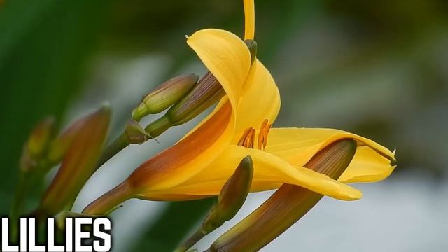 Russia_Geography_and_Culture_Song_For_Kids_Learn_Fun_Facts_About смотреть онлайн