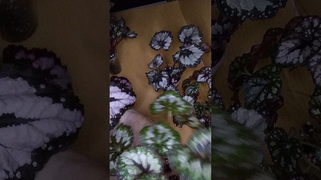 наборы бегоний, продажа на 11.08.25г. смотреть онлайн