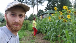 Шикарный урожай чеснока и работа на стройке