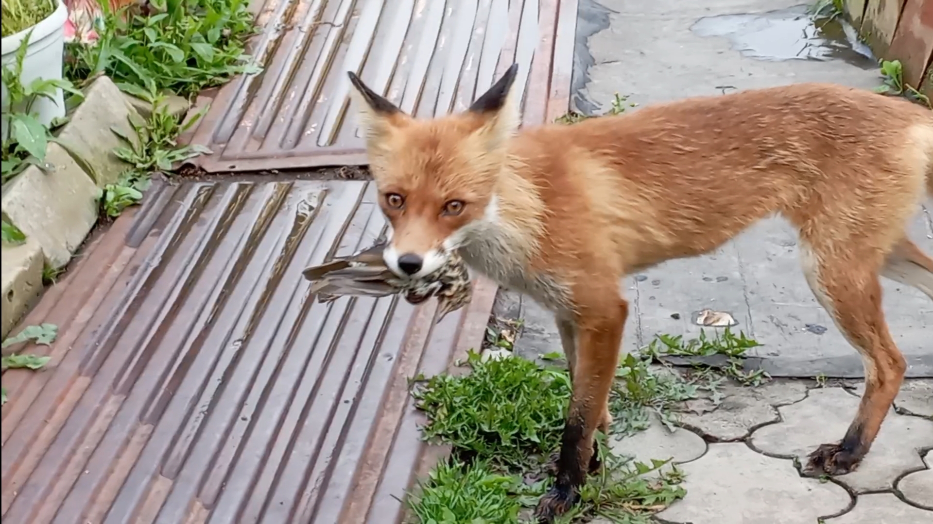 Дикая лиса принесла подарок. смотреть онлайн