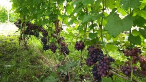 Гф Каталония селекции А. В. Бурдака ранний, урожайный, стабильный виноград.