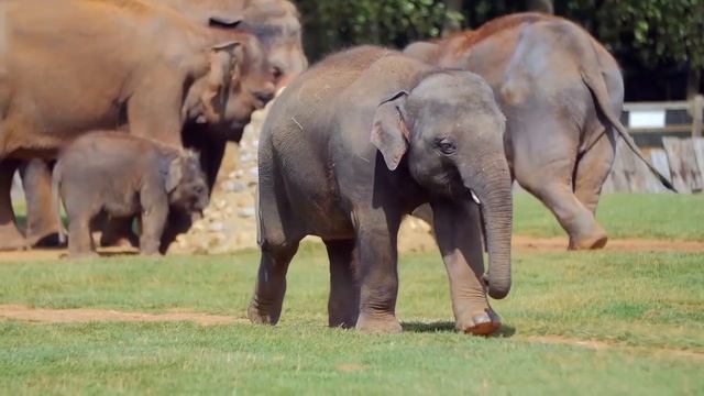 the animals смотреть онлайн