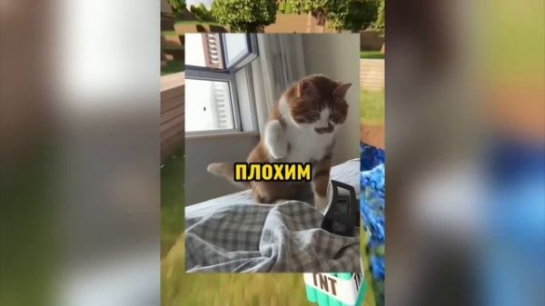 вирусные видео подборка