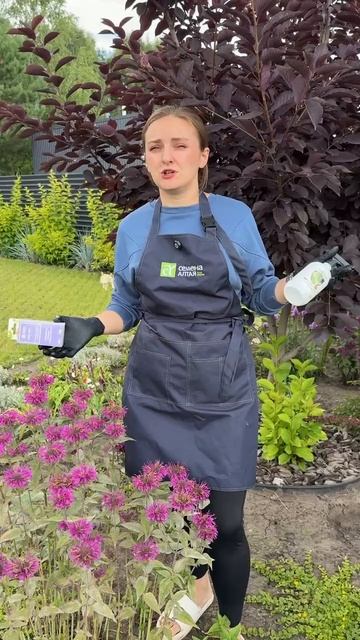 КУЛЬТУРА ИНДИКАТОР МУЧНИСТОЙ РОСЫ смотреть онлайн