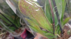 Шок! Дешевые орхидеи в Лимано про: Красота или капкан?