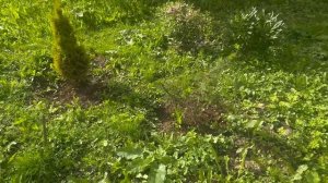 Как он тут один? Неделю не был на хуторе! #хочувдеревню #хутор