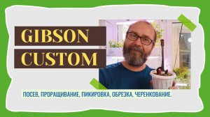 Рассада Gibson Custom