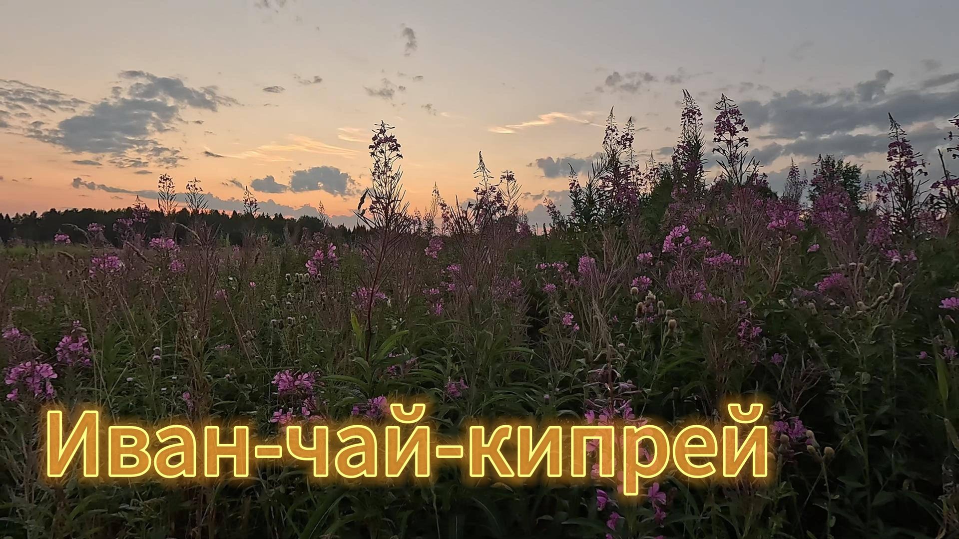 Интересные факты. Иван-чай. смотреть онлайн