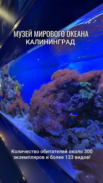 Музей Мирового океана в Калининграде!