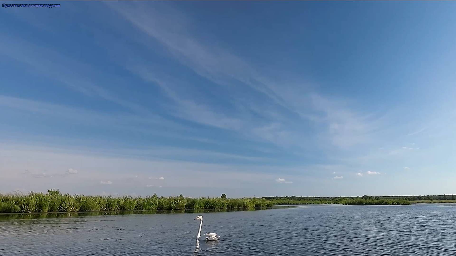 Лебеди смотреть онлайн