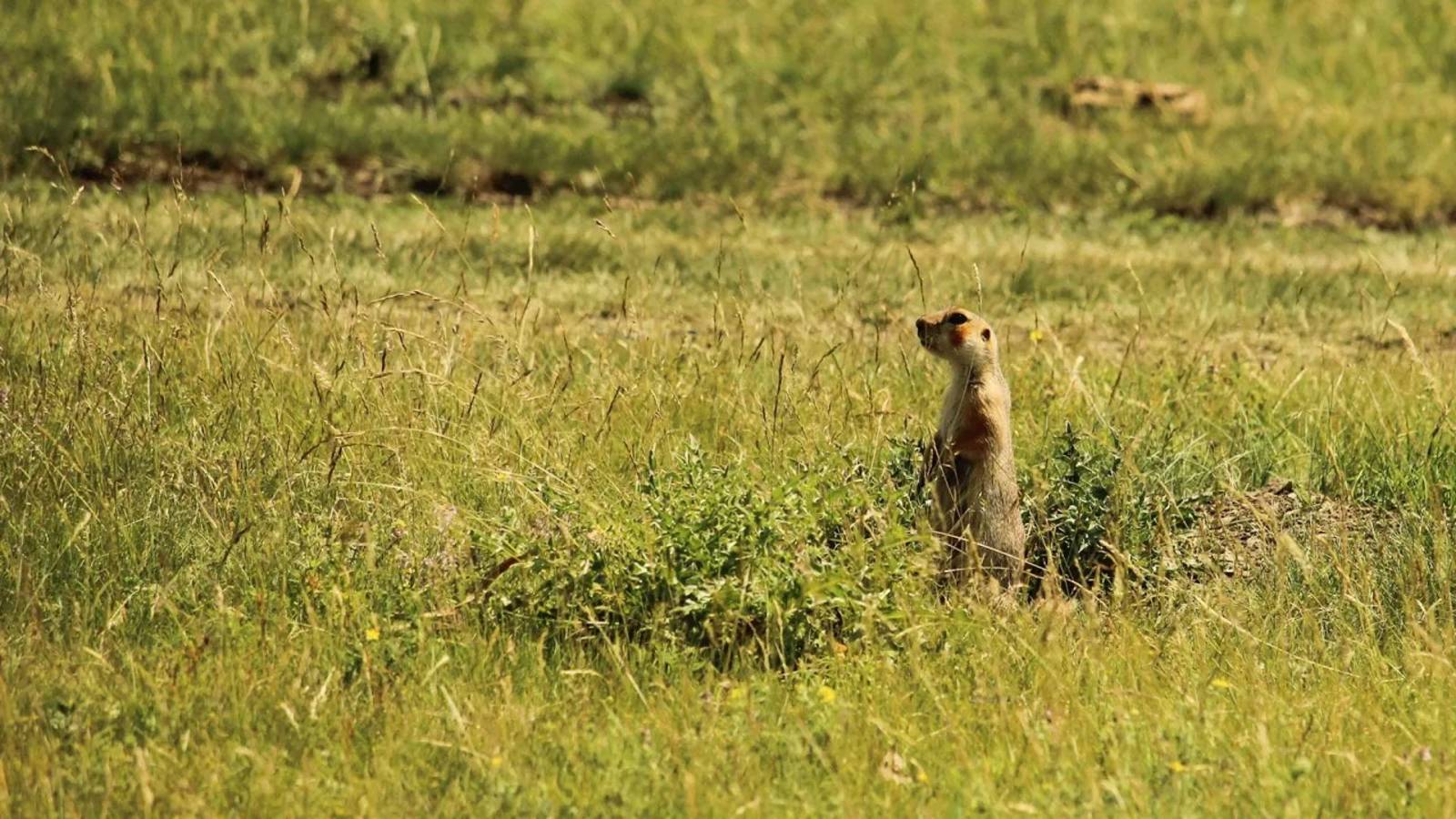 Суслики на Южном Урале | Ураловед смотреть онлайн