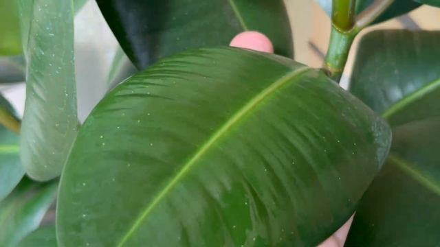 Полезное дело, о котором часто забывают. Чистка растений смотреть онлайн