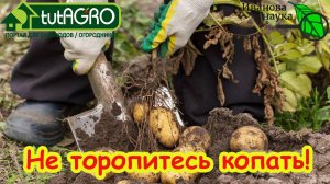 Убирать или не убирать картофель? Отмерла ботва и что делать дальше. Рост картофеля без ботвы.