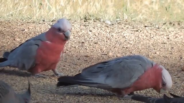 AUSTRALIAN_ANIMALS смотреть онлайн