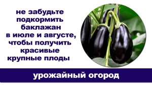 Чем подкормить баклажаны в июле и августе, почему это так важно и как правильно.