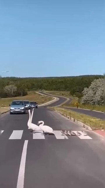 🔥Лебеди переводят выводок через дорогу.
