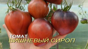 Томат ВИШНЕВЫЙ СИРОП. Обзор сортов ТОМАТОВ!