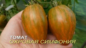 Томат ОХРОВАЯ СИМФОНИЯ. Обзор сортов ТОМАТОВ!