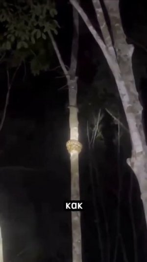 Удивительная проворность змей