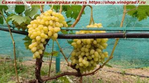 Виноград 3.08.2025 г. второй куст любимицы - Кишмиша Соломии, яркий вкусный ранний мускат