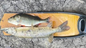 Подводная охота - окунь и щука