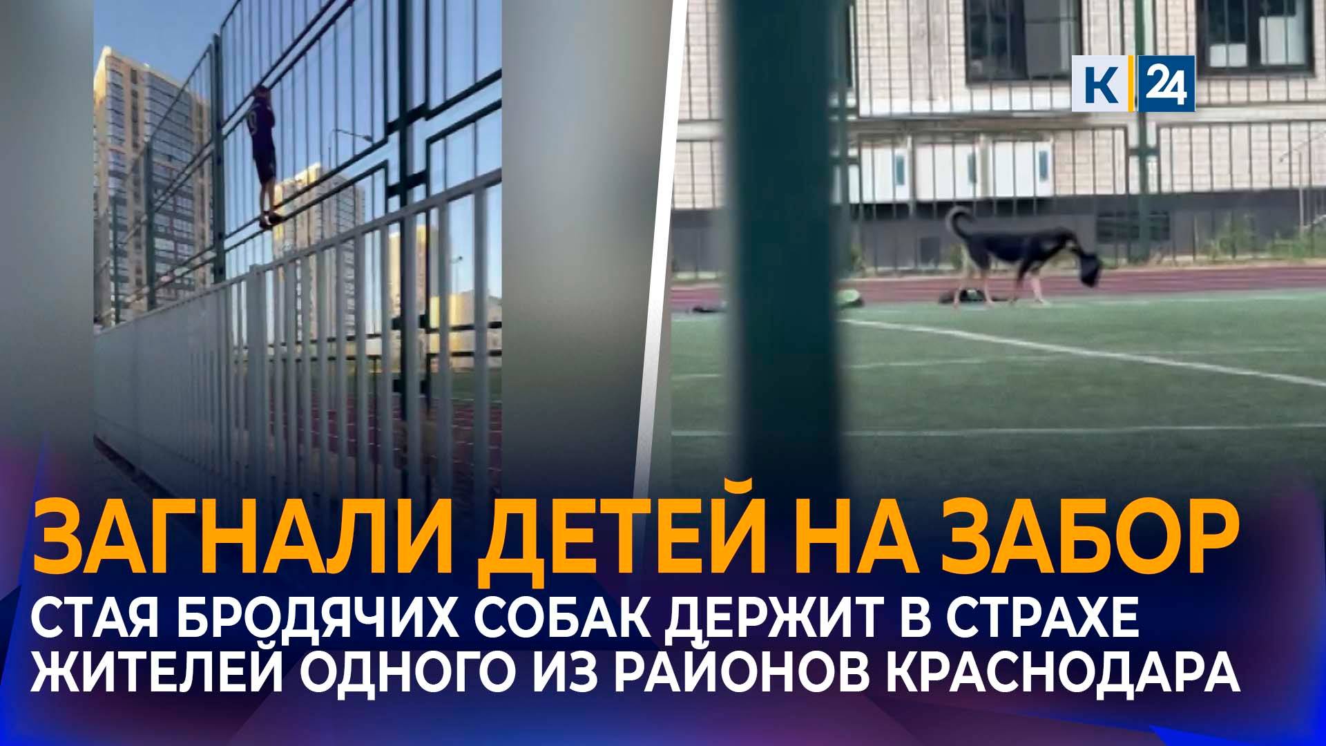 На агрессивные стаи собак пожаловались жители микрорайона Любимово в Краснодаре смотреть онлайн