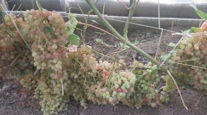 зреет виноград в в Ивановской области