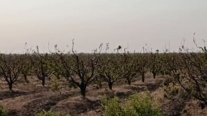 К чему приводит неправильная формировка и обрезка плодовых.