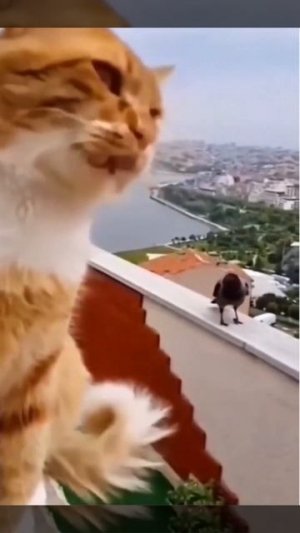 Наш TG https://t.me/liveofcats