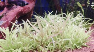 Что же ты такое???