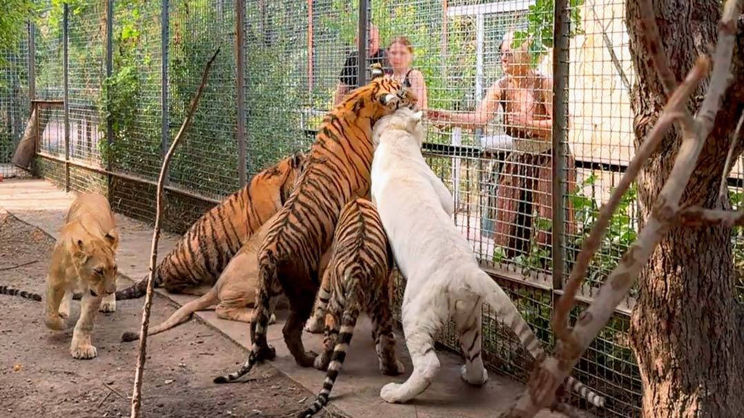 Им не жалко ни пальцев, ни себя, ни детей! Нам прислали в VK видео про бесстрашных женщин и тигров! смотреть онлайн