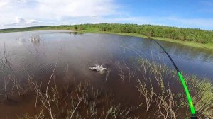 РЫБАЛКА НА ЕНИСЕЕ, ЩУКА, ОКУНЬ, ЯЗЬ. ОКУНЁВЫЙ КОТЁЛ. ЧАСТЬ 1.