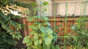 США VLOG С огорода