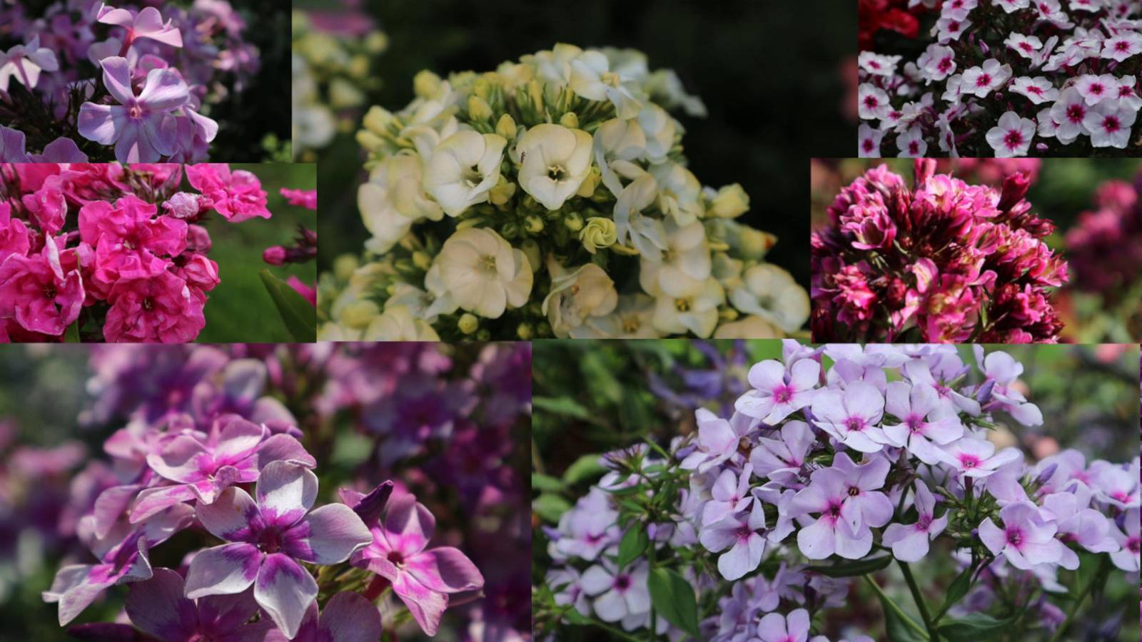 Обзор флоксов в моем саду.