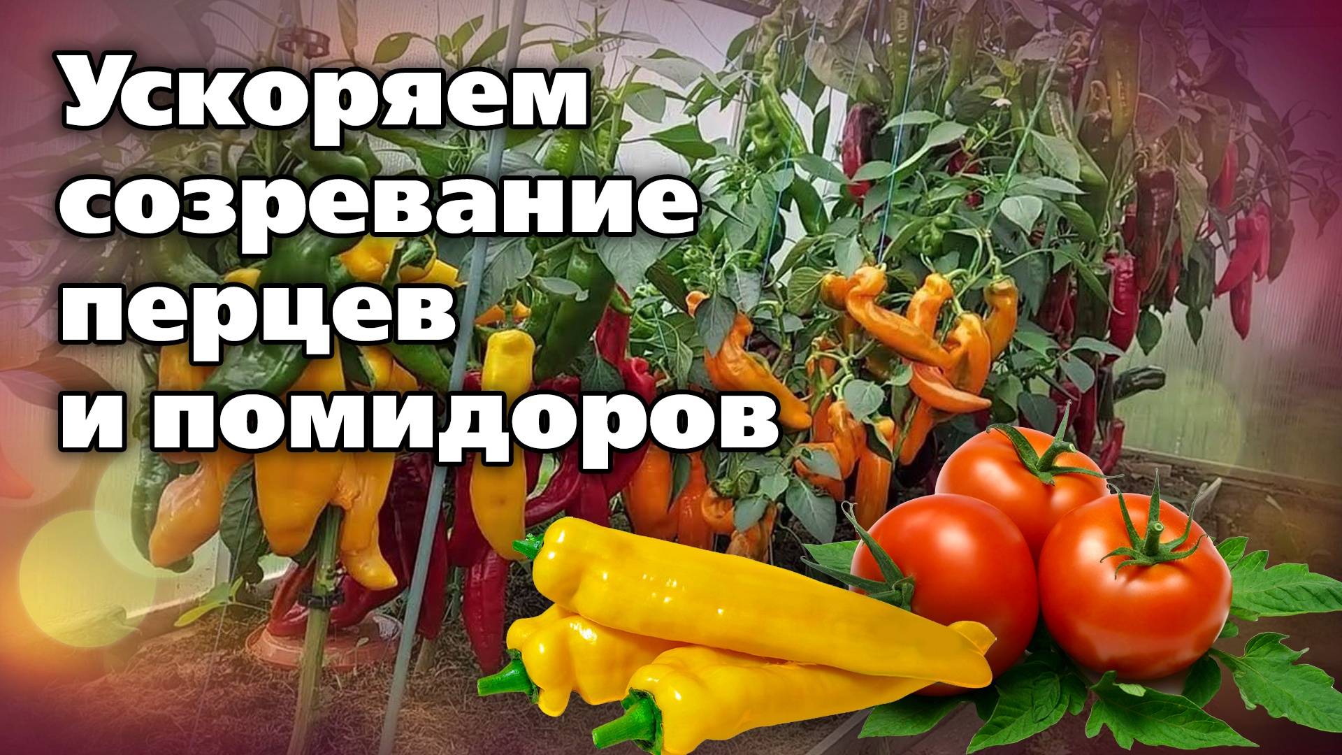 Как ускорить созревание перцев и томатов. Подойдет для теплицы и открытого грунта смотреть онлайн